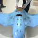 Image for article titled South Korea Thinks It Found Two Crashed Drones From North Korea